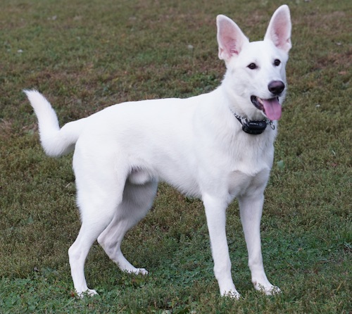 A White Shepherd dog